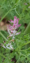 Fumaria densiflora