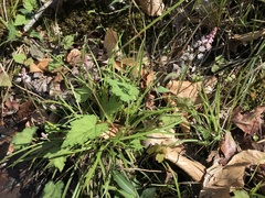Tiarella wherryi