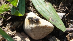 Andrena minutula