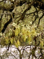 Alnus lusitanica