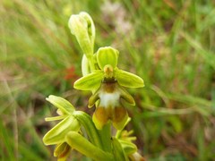 Ophrys insectifera aymoninii