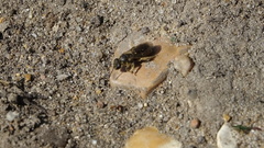 Andrena minutula