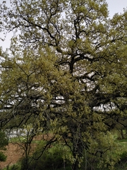 Alnus lusitanica