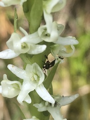 Platanthera dilatata albiflora