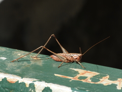 Antaxius spinibrachius