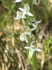 Platanthera dilatata albiflora