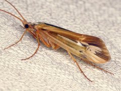 Limnephilus ornatus