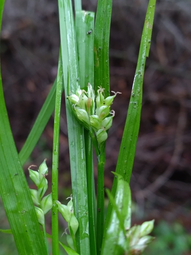 Image of Carex crebriflora by (c) Scott Ward, some rights reserved (CC BY)