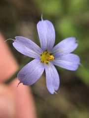 Sisyrinchium