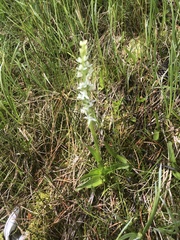 Platanthera dilatata albiflora