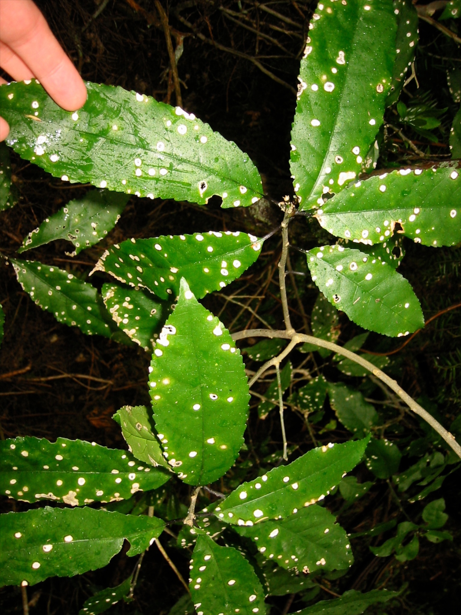 Planistromellaceae image
