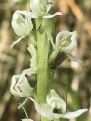 Platanthera dilatata albiflora