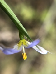 Sisyrinchium