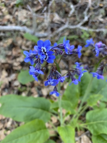 iNaturalist observation photo of Pacific hound's tongue