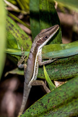 Anolis hendersoni