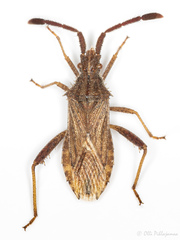 Coriomeris denticulatus