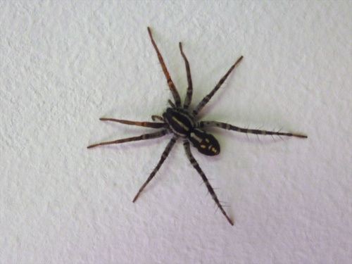 Spotted Ground Swift Spider photo 3