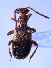 Ischyropalpus