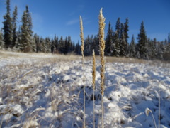 Calamagrostis inexpansa