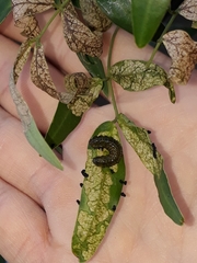 Adurgoa gonagra