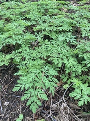 Dicentra formosa