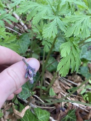 Dicentra formosa