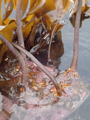 Laminaria hyperborea
