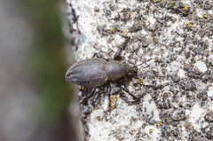 Otiorhynchus alutaceus