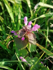 Lamium purpureum