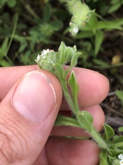 Cryptantha texana