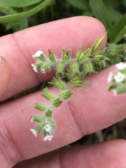 Cryptantha texana