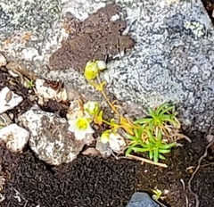 Mononeuria groenlandica