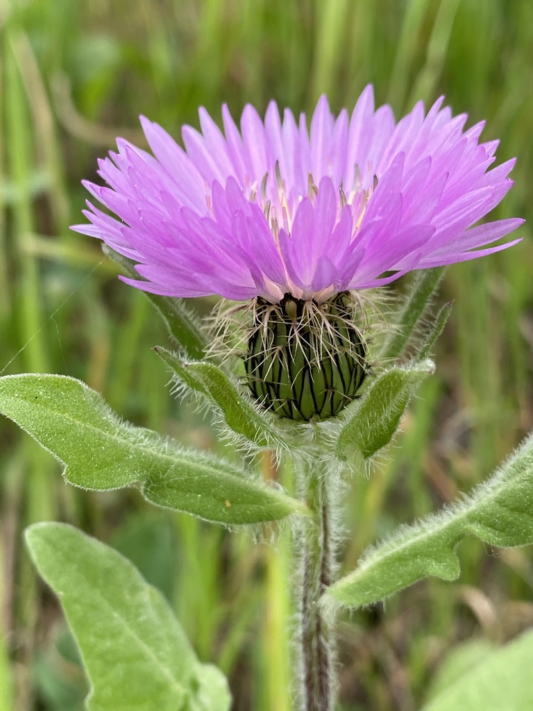 Centaurea