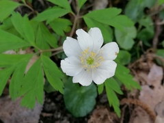 Anemonoides nemorosa