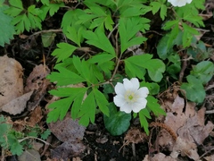 Anemonoides nemorosa