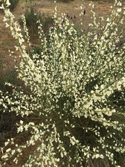 Cytisus multiflorus