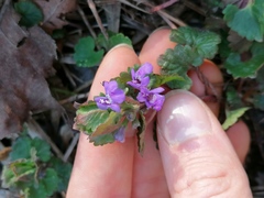 Glechoma hederacea