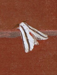 Giacomellia bilineata