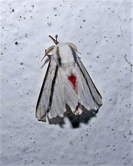 Giacomellia bilineata