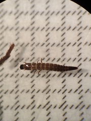Microcylloepus