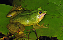 Euphlyctis hexadactyla