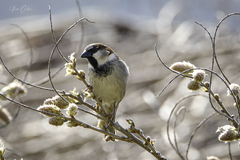 Passer domesticus