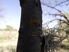 Xanthomendoza concinna