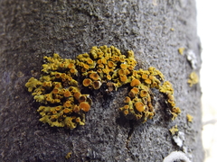 Xanthomendoza concinna