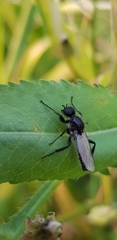 Bibio hortulanus