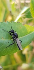 Bibio hortulanus