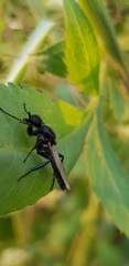 Bibio hortulanus