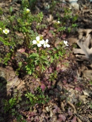 Cardamine graeca