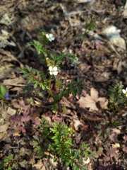 Cardamine graeca