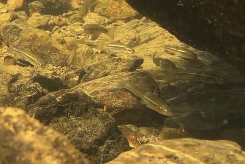 Red Hills Roach